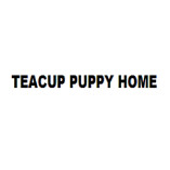 Teacup Puppy Home